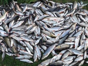 Dotaz na ministra životního prostředí Richarda Brabce (ANO) stran úhynu ryb v řece Bečvě